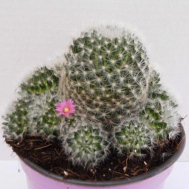 Mammillaria laui